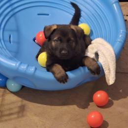 Amara - Sable female German Shepherd puppy in West Plains, Missouri from Von Forester German Shepherds