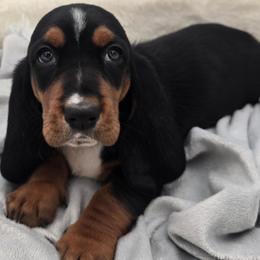 Yellow Collar - Black brown and white male Basset Hound puppy in Snow Camp, North Carolina from V's Southern Angels