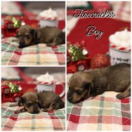 Firecracker - Red male Dachshund puppy in Queen Creek, Arizona from Wigglebutts Miniature Dachshund Az
