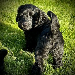 Australian Labradoodle Puppies from Tiny Treasures Australian Labradoodles
