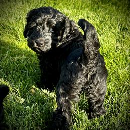 Australian Labradoodle Puppies from Tiny Treasures Australian Labradoodles