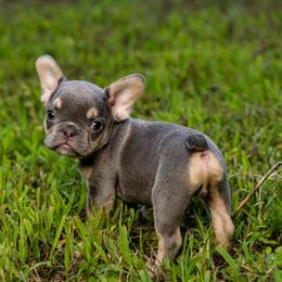 French Bulldog Puppies from Cocoskennel