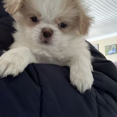 Japanese Chin Puppies from Cherishing Chins