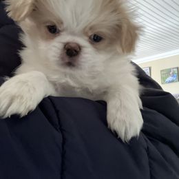 Japanese Chin Puppies from Cherishing Chins