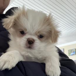 Japanese Chin Puppies from Cherishing Chins
