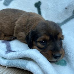 Girl 2 - Chocolate and tan female Dachshund puppy in Grand Valley, Pennsylvania from Hounds on the Hill