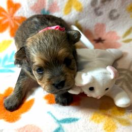 Doll Baby - Black and gold female Yorkshire Terrier puppy in Paris, Tennessee from Nolan’s Yorkie Farm