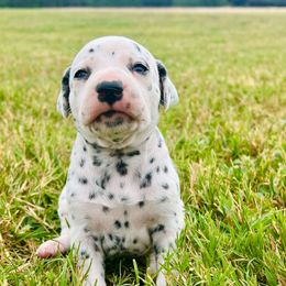Bella - White and black female Dalmatian puppy in Mt. Vernon, Texas from Double B