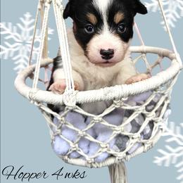 Hopper - Black and white male American Corgi puppy in Mansfield, Ohio from Moonrise corgis