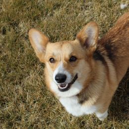Addie - Pembroke Welsh Corgi