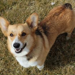 Addie - Pembroke Welsh Corgi