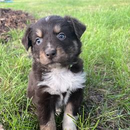 Boy 3 - Red tri-color Australian Shepherd puppy in Michigan from RebelRiver Ranch-Australian Shepherds