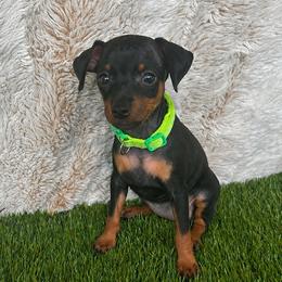 Green Collar Female - Black and rust female Miniature Pinscher puppy in Wayland, Michigan from Tami DeLeeuw