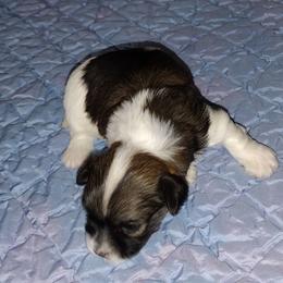 Robin - Red sable female Havanese puppy in Cleveland, Texas from 7th Heaven Havanese of Texas