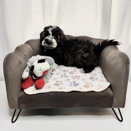 Bobby Yellow Collar Male - Sable male Bernedoodle puppy in Peoria, Arizona from Wroth's Pawsibilities