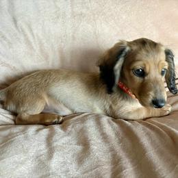 Pumpkin - Cream female Dachshund puppy in Mountain Home, Arkansas from Furry Friends Kennel