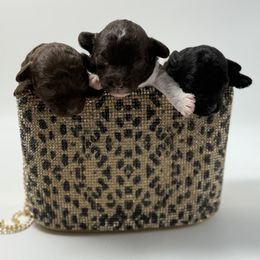 Racheal  ( tiny toy) - Brown female Poodle puppy in Fredericktown, Missouri from Doodle Pups Fur-Ever