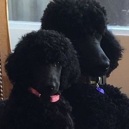 Poodle All Grown Up from Targa Poodles