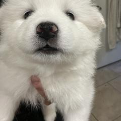 American Eskimo Dog Puppies from Bella's American Eskimos