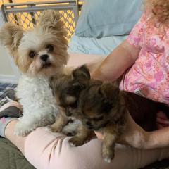 Shichons and Shorkies from Puppies R Us