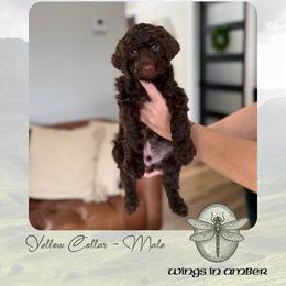 Wings in Amber - Chocolate male Goldendoodle puppy in Garland, Texas from Twilight Doodles