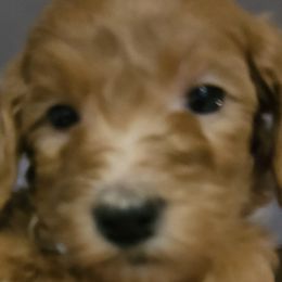 Girl 4 aqua - Goldendoodle puppy in Schertz, Texas from Kat's Teddydoodles
