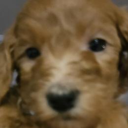 Girl 4 aqua - Goldendoodle puppy in Schertz, Texas from Kat's Teddydoodles