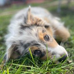 Australian Shepherds from Big Pines Australian Shepherds
