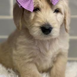 Goldendoodles from Penny’s Beautiful Doodles