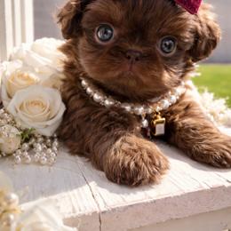 Lady Godiva - Chocolate female Shih Tzu puppy in Coolidge, Arizona from Shih Tzu’s  ‘N’ Love