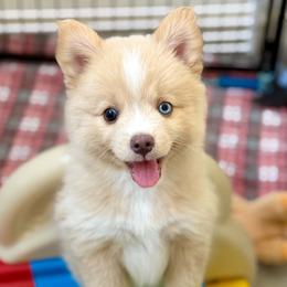 Flash - White male Pomsky puppy in Antioch, California from Golden State Pomskies