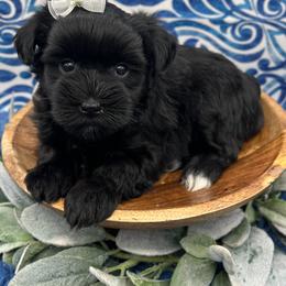 Miniature Schnauzer and Poodle Puppies from Crystal Rose Canines