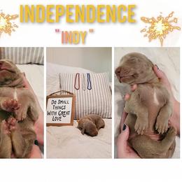 Weimaraner Puppies from LAAT Weims