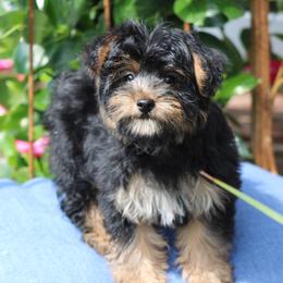 Jazzy - Black and tan female Yorkipoo puppy in Hughesville, Missouri from Puppykiss4u