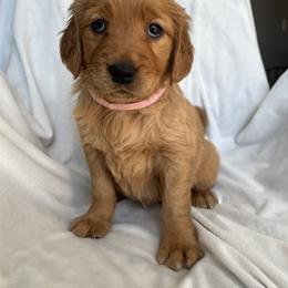 Golden Retriever Puppies from Thoroughmark Retrievers