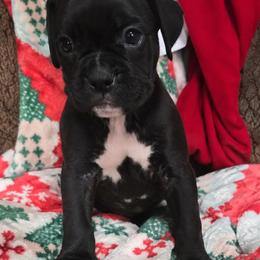 Girl 5 - Brindle female Boxer puppy in Temple, Georgia from B&B Boxers