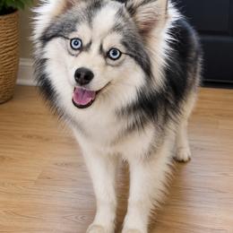 Xena - Gray and white female Pomsky puppy in New Lenox, Illinois from Illinois Poms