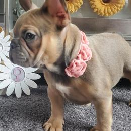 French Bulldogs from Real Dream Productions
