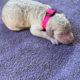 Halo - Cream female Poodle puppy in St. Johnsbury, Vermont from Poodles of the Northern Woods