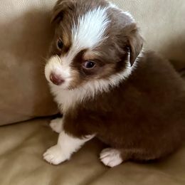Boy 3 - Australian Shepherd puppy from Two Nichols Aussies