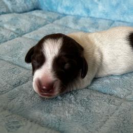 Choc Pie Boy 2 - Chocolate and tan male Dachshund puppy in Giddings, Texas from Big Dream Acres