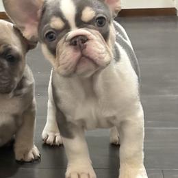 French Bulldog Puppies from Top Billin' Frenchies, LLC