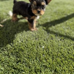 Biewer Terrier, Cavapoo, Cockapoo, Goldendoodle, Poodle, and Yorkshire Terrier Puppies from Pucci Pawfect