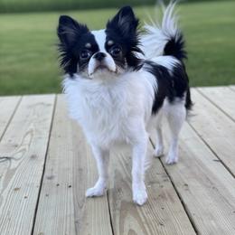 Witt - Chihuahua