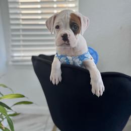 Yellow - White female Boxer puppy in Denver, Colorado from Yuni’s AKC Boxers