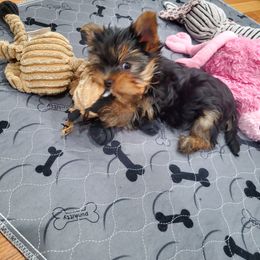 Yorkshire Terrier Puppies from Yorkie Puppies Redwood Ranch Chicago