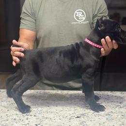 Sparrow - Black female Cane Corso puppy in Lubbock, Texas from Hub City Kennel