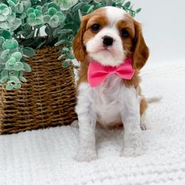 Abby - Blenheim female Cavalier King Charles Spaniel puppy in North Carolina from NC Doodle Puppies
