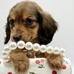 Lady AKC 2500 - Sable female Dachshund puppy in Bartlesville, Oklahoma from OkieDokieDox