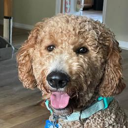 Goldendoodles from Mahaffey’s Doodles